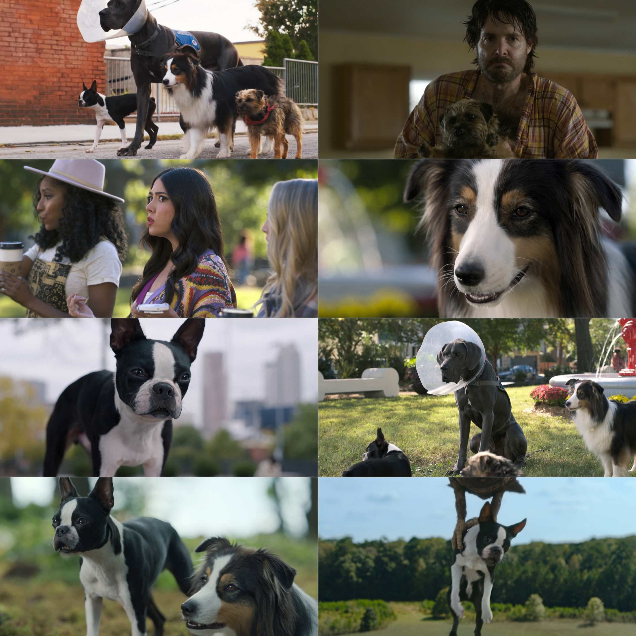 Screenshot 1 for Strays (2023) (Hindi + English) Dual Audio Hollywood Movie BluRay HD ESub